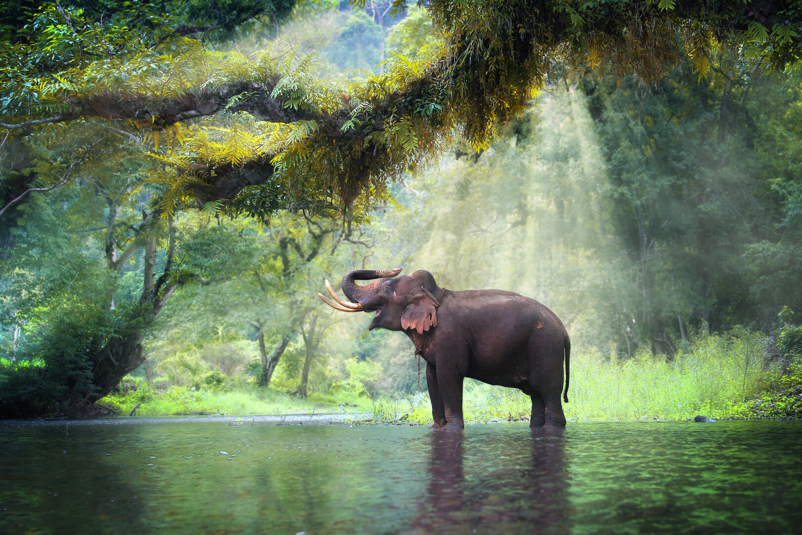 The elephant in the room
